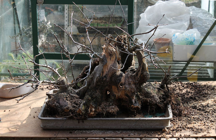 Crab Apple Bonsai Carving and Styling
